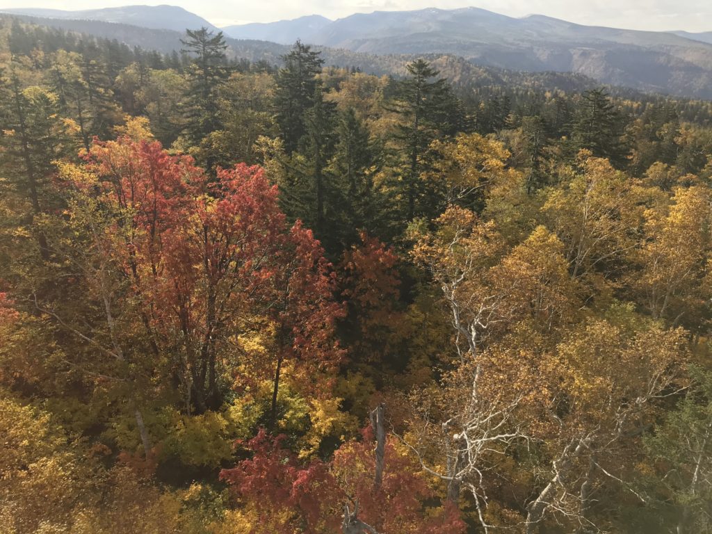 ロープウェイからの景色