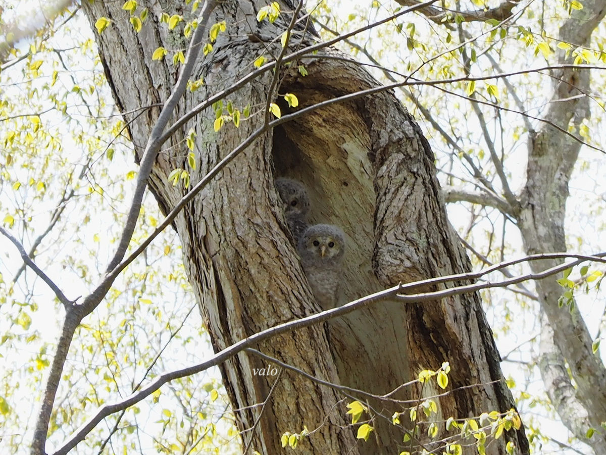 フクロウの幼鳥