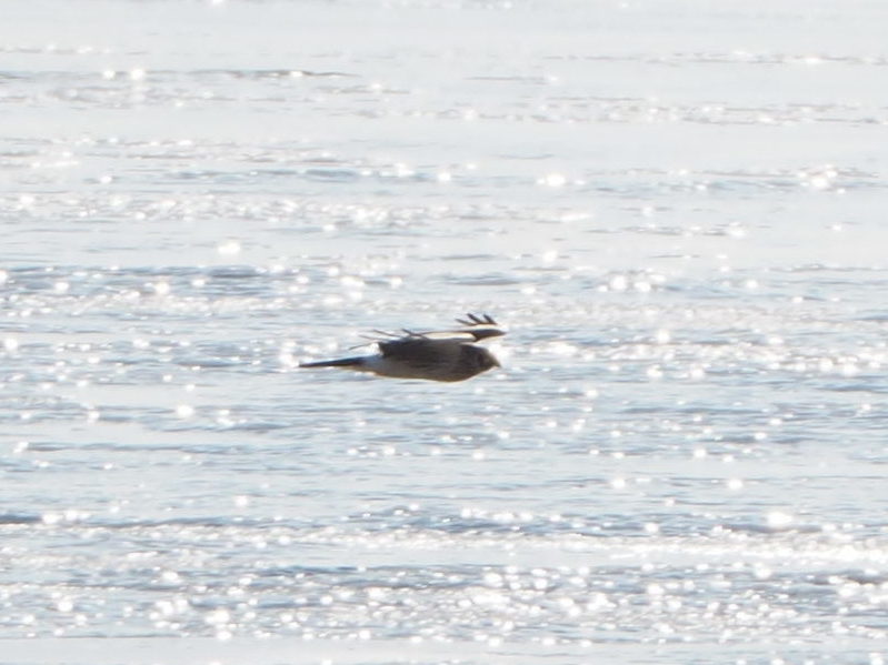 海面を飛ぶハイイロチュウヒ