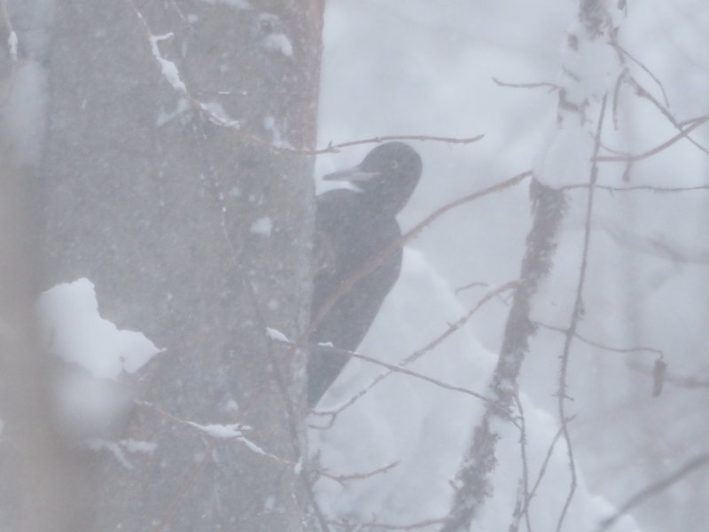 吹雪の中のクマゲラ