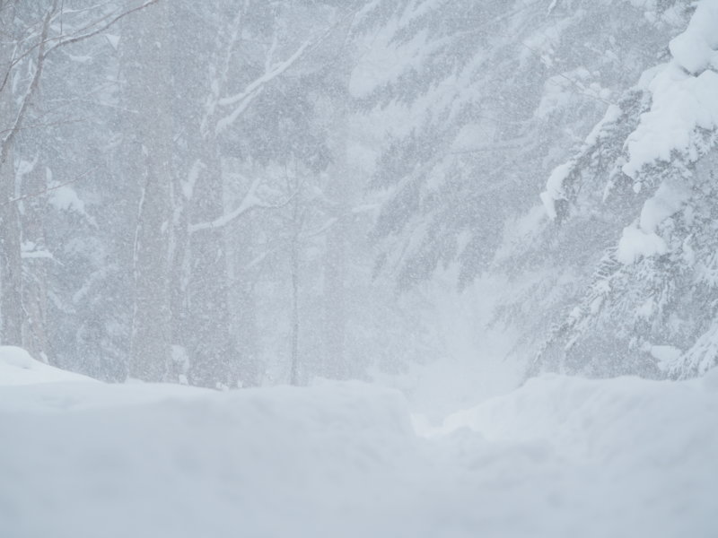 吹雪の森