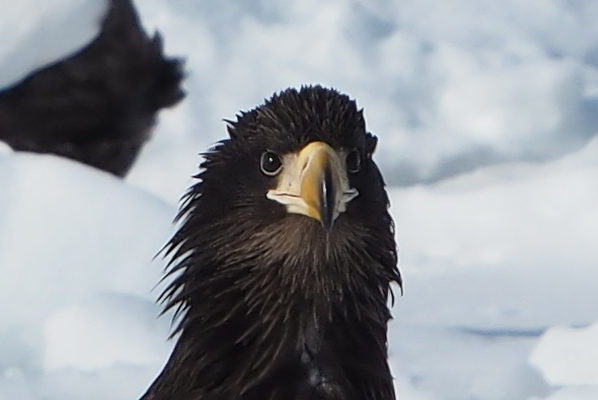 オオワシ幼鳥