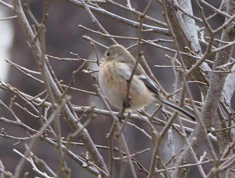 ベニマシコ♀