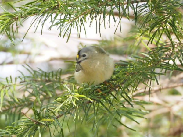 キクイタダキ虫捕まえる