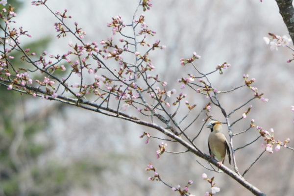 シメと桜