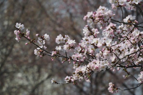 桜咲く