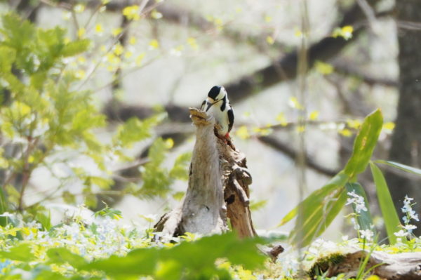 アカゲラ