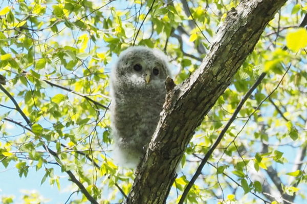 エゾフクロウ雛