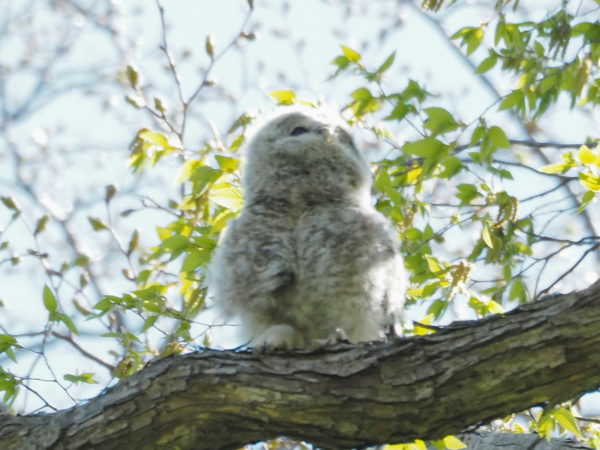 エゾフクロウ雛