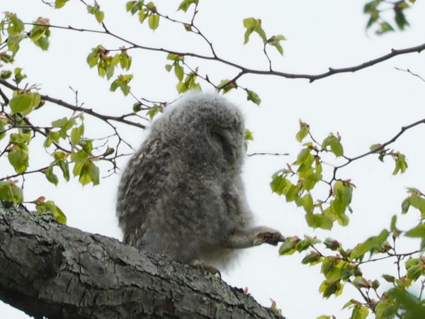 エゾフクロウ雛