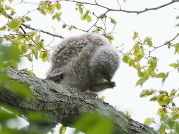 エゾフクロウ雛