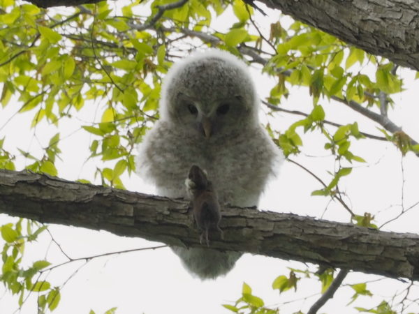 エゾフクロウ雛