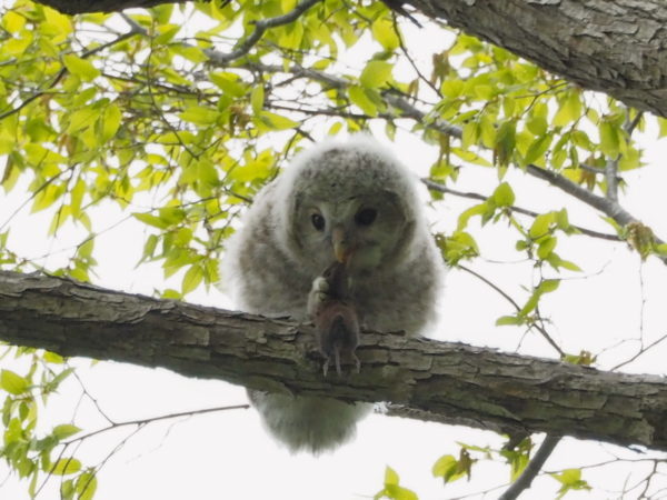 エゾフクロウ雛