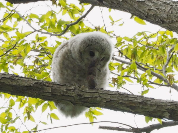 エゾフクロウ雛