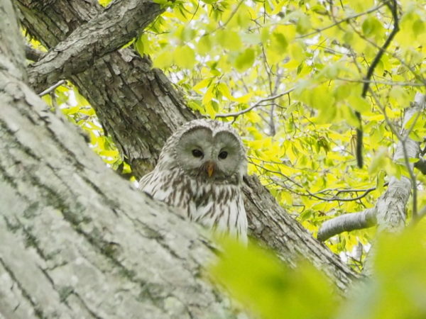 エゾフクロウ母