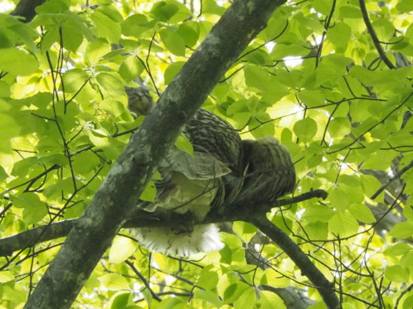 エゾフクロウ親鳥