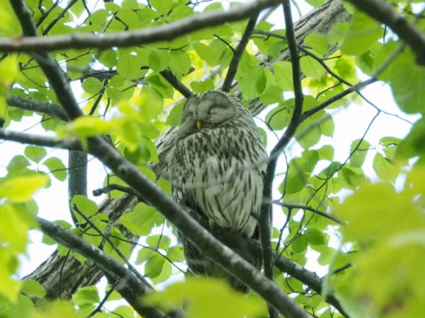 エゾフクロウ親鳥