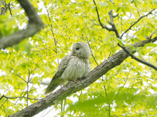 フクロウ親鳥