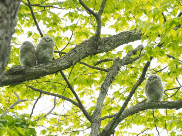 エゾフクロウ雛