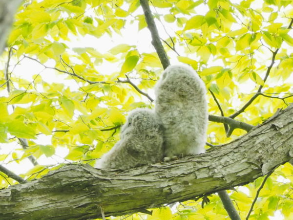 フクロウの雛