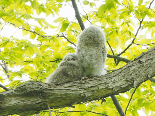 フクロウの雛