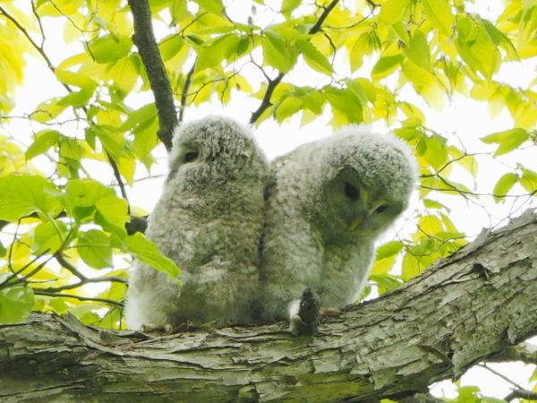 フクロウの雛