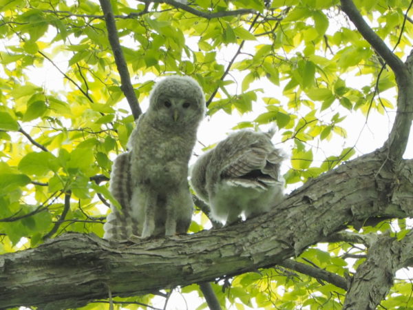 フクロウの雛