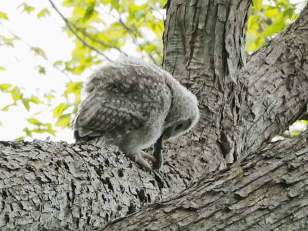 エゾフクロウ雛