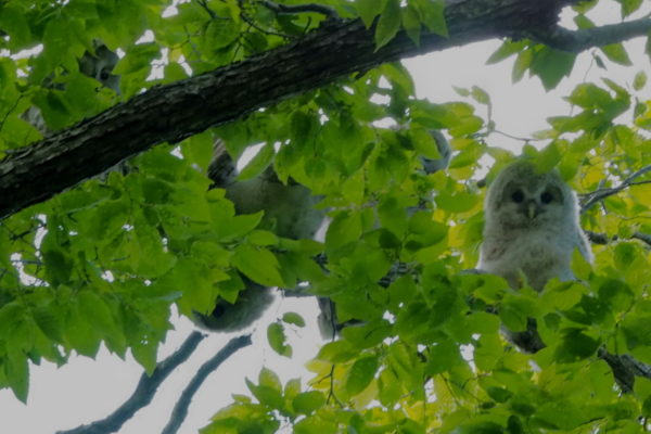 エゾフクロウ雛と親鳥