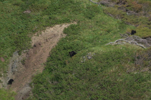 ヒグマの親子