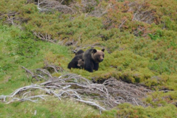 ヒグマの親子