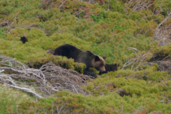 ヒグマの親子