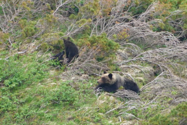 ヒグマの親子