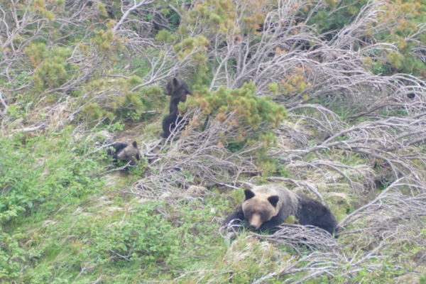 ヒグマの親子