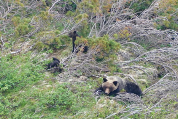 ヒグマの親子