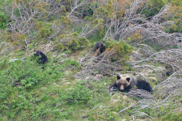 ヒグマの親子