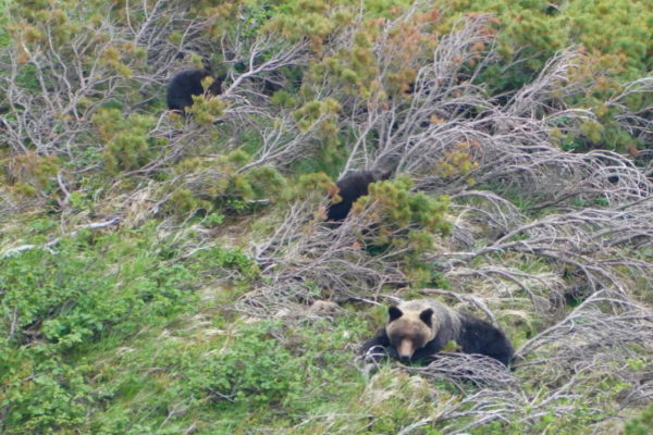 ヒグマの親子