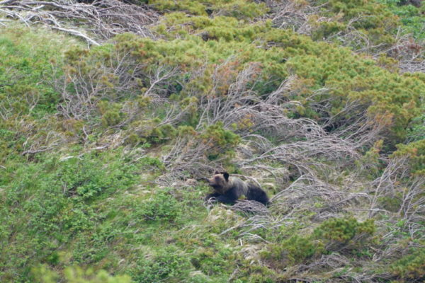 ヒグマの親子