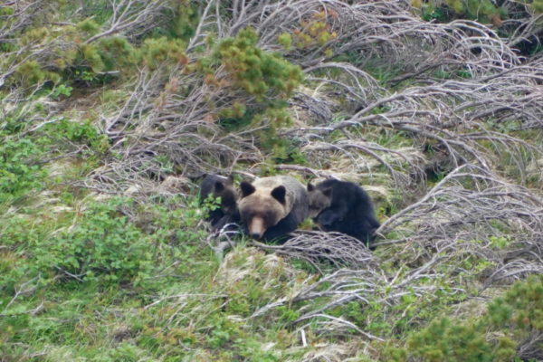 ヒグマの親子