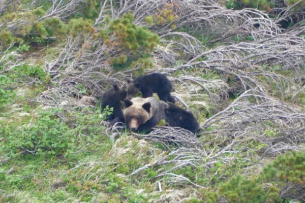 ヒグマの親子