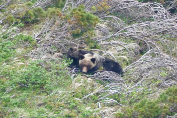 ヒグマの親子