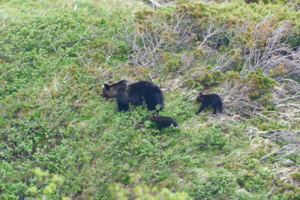 ヒグマの親子