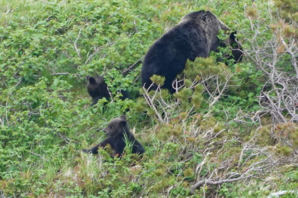 ヒグマの親子