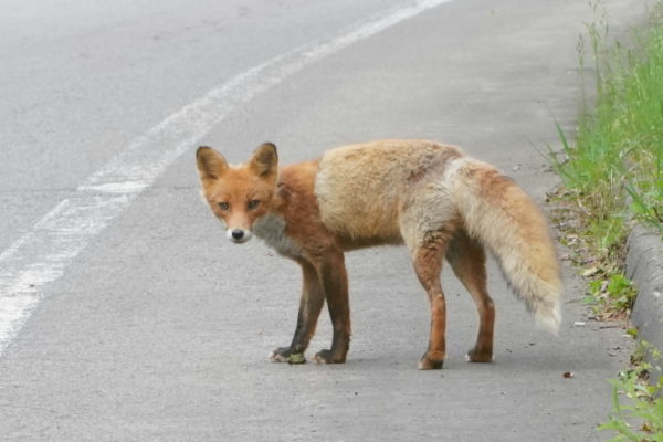 キタキツネ