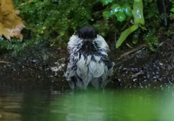 ハシブトガラの水浴び