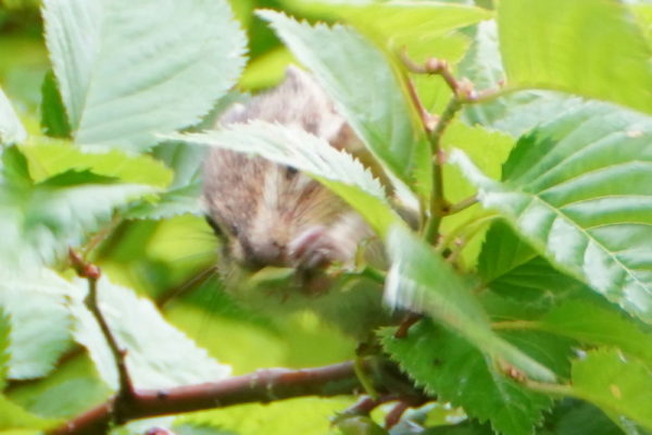 シマリス