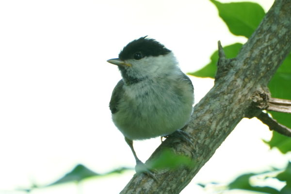 ハシブトガラ