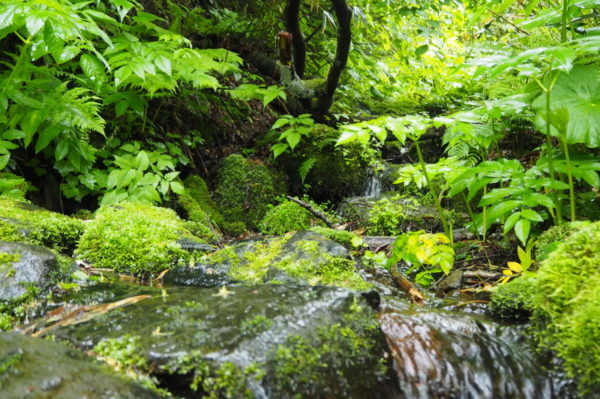 雨竜沼湿原までの道