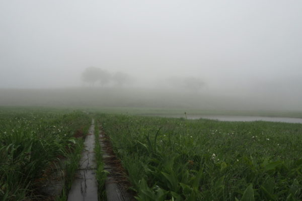 雨竜沼湿原