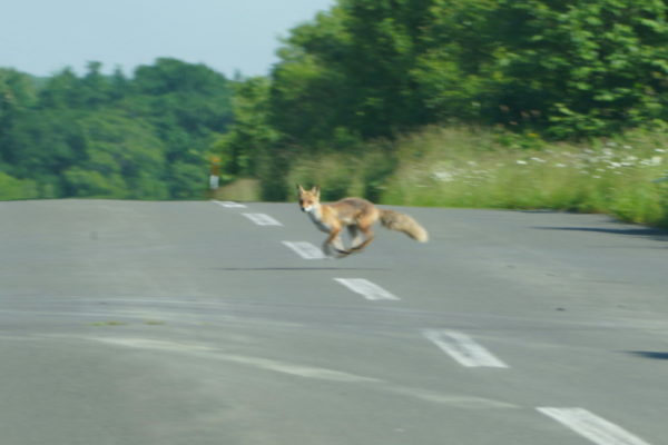 キタキツネ母